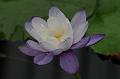 Kew Gardens 036